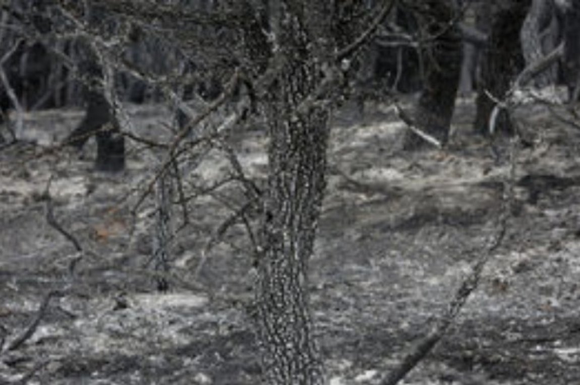 Το Βερολίνο δηλώνει έτοιμο να βοηθήσει την Ελλάδα μετά τις πυρκαγιές