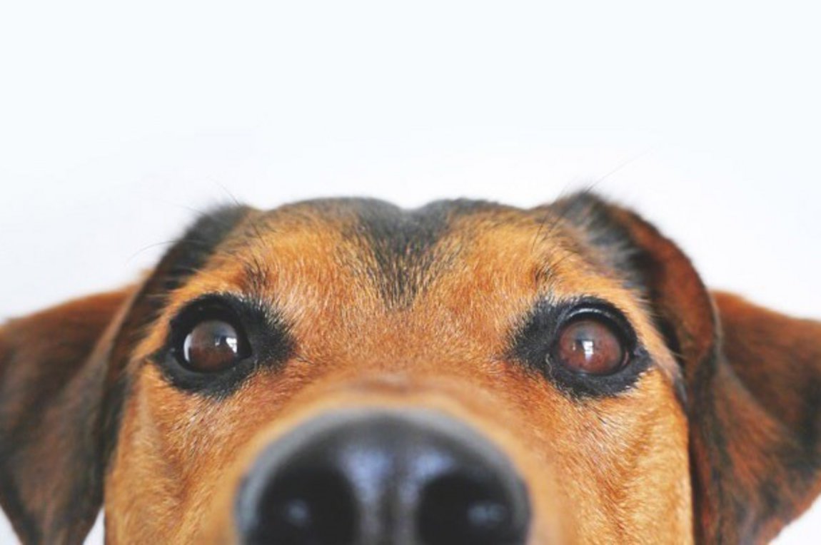 Μυτιλήνη: Πρόστιμο 500 ευρώ επειδή… γάβγιζε ο σκύλος του