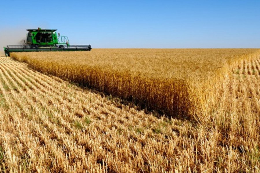 Γαλλία: Απόλυτο ρεκόρ στην  ευρωπαϊκή αγορά για την τιμή του σιταριού - Στα 438,25 ευρώ ο τόνος
