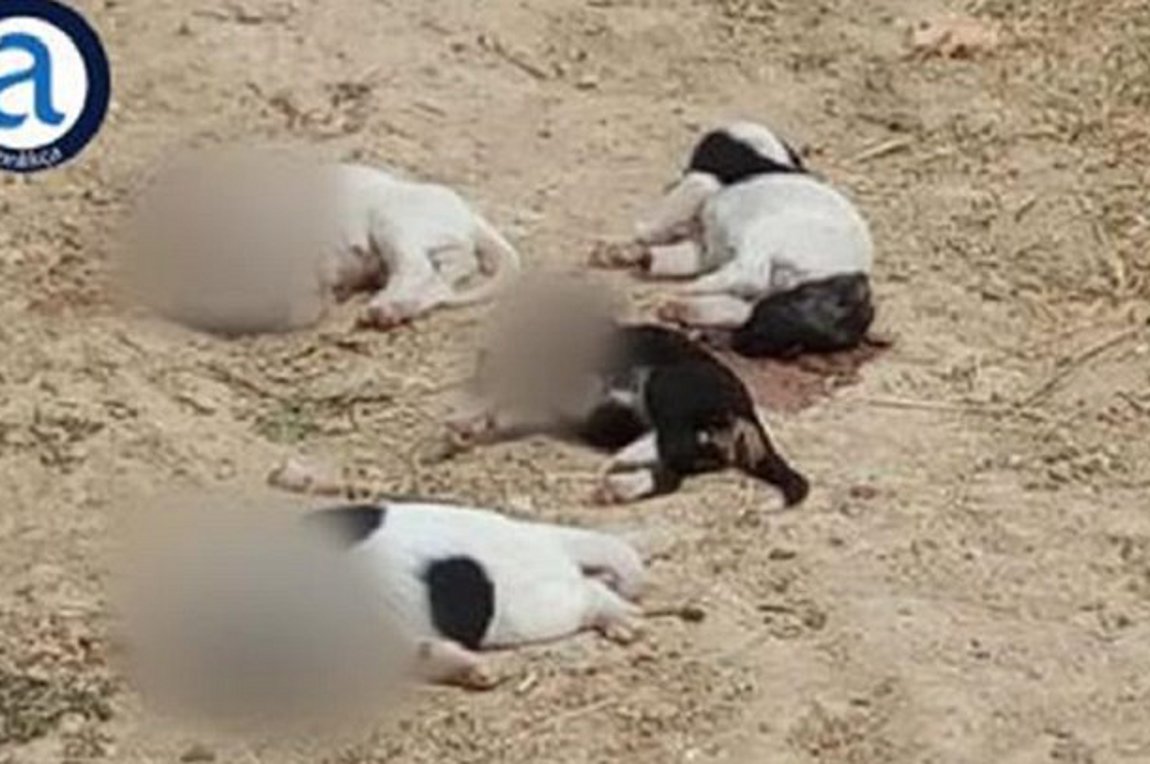 Φρίκη στη Ροδόπη: Αποκεφάλισαν κουτάβια και τα πέταξαν στον δρόμο