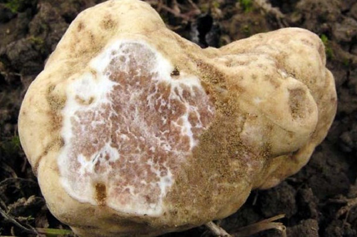 Λευκή τρούφα πωλήθηκε έναντι 85.000 ευρώ σε δημοπρασία