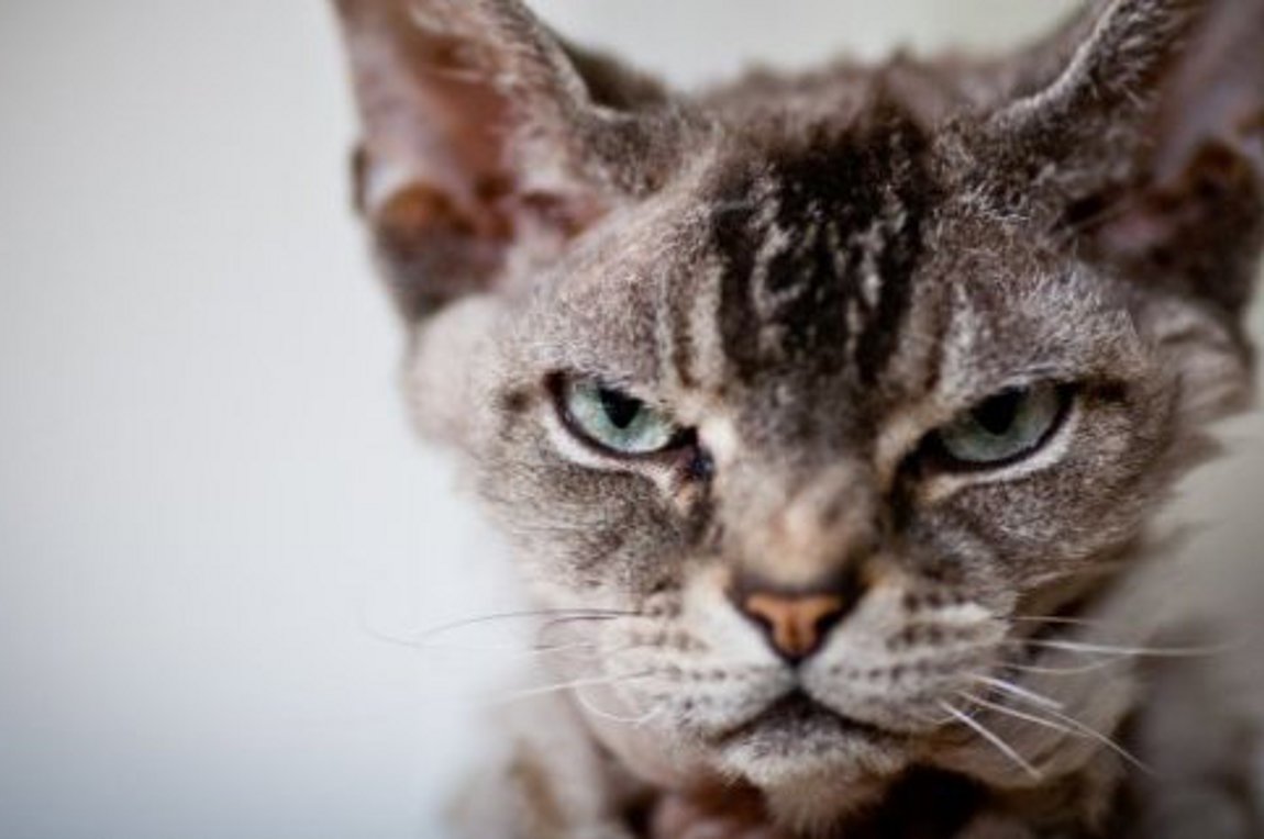 30.000 ευρώ πρόστιμο σε ασυνείδητο που κάρφωσε με βέλος απροστάτευτη γατούλα