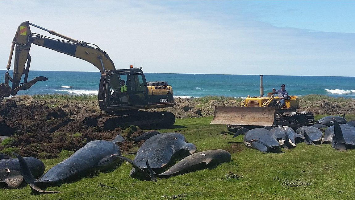 Άλλα 50 μαυροδέλφινα βρέθηκαν νεκρά στις ακτές της Ν. Ζηλανδίας