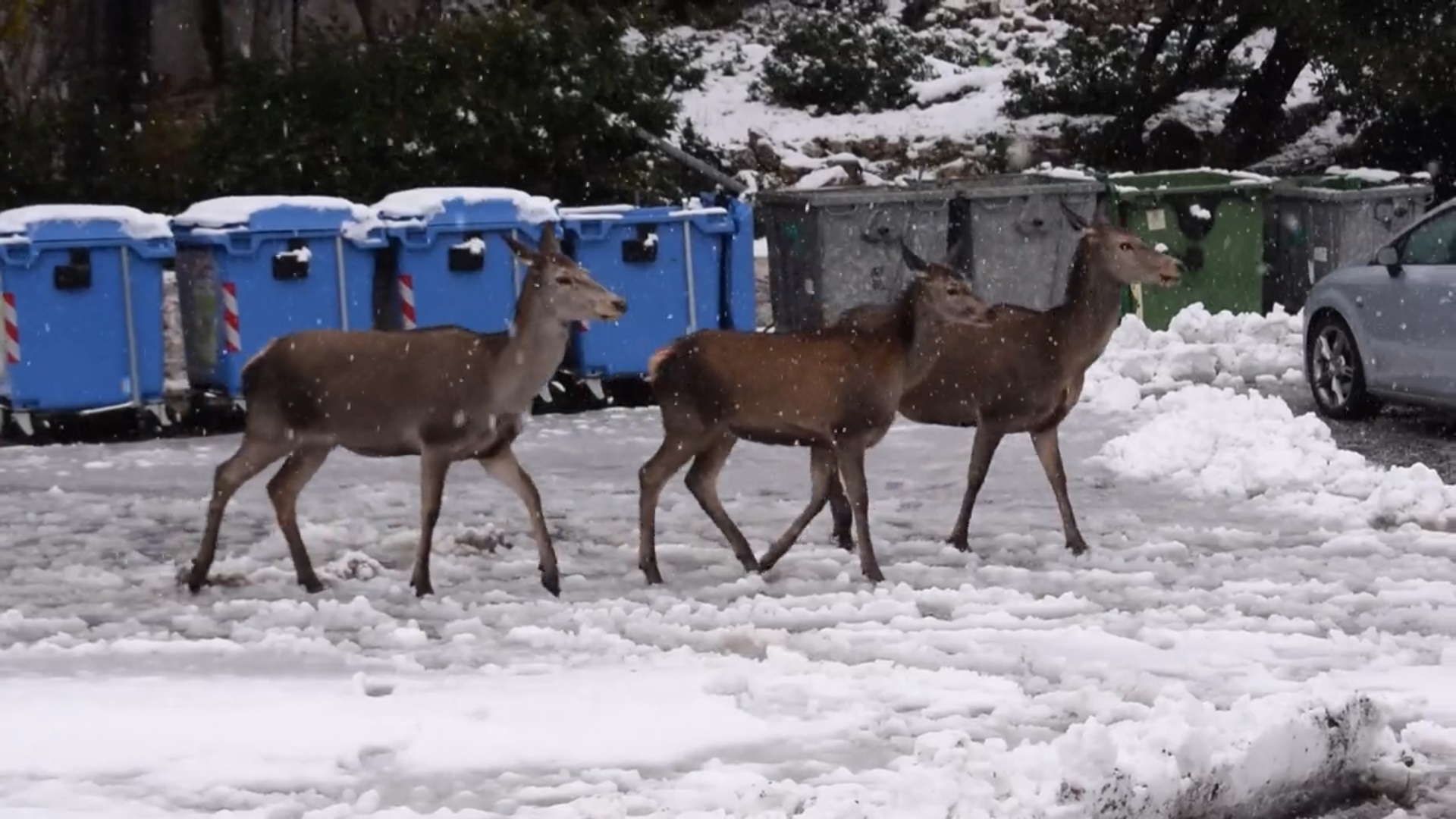 Έπεσαν τα πρώτα χιόνια στην Πάρνηθα – Σε πτώση η θερμοκρασία