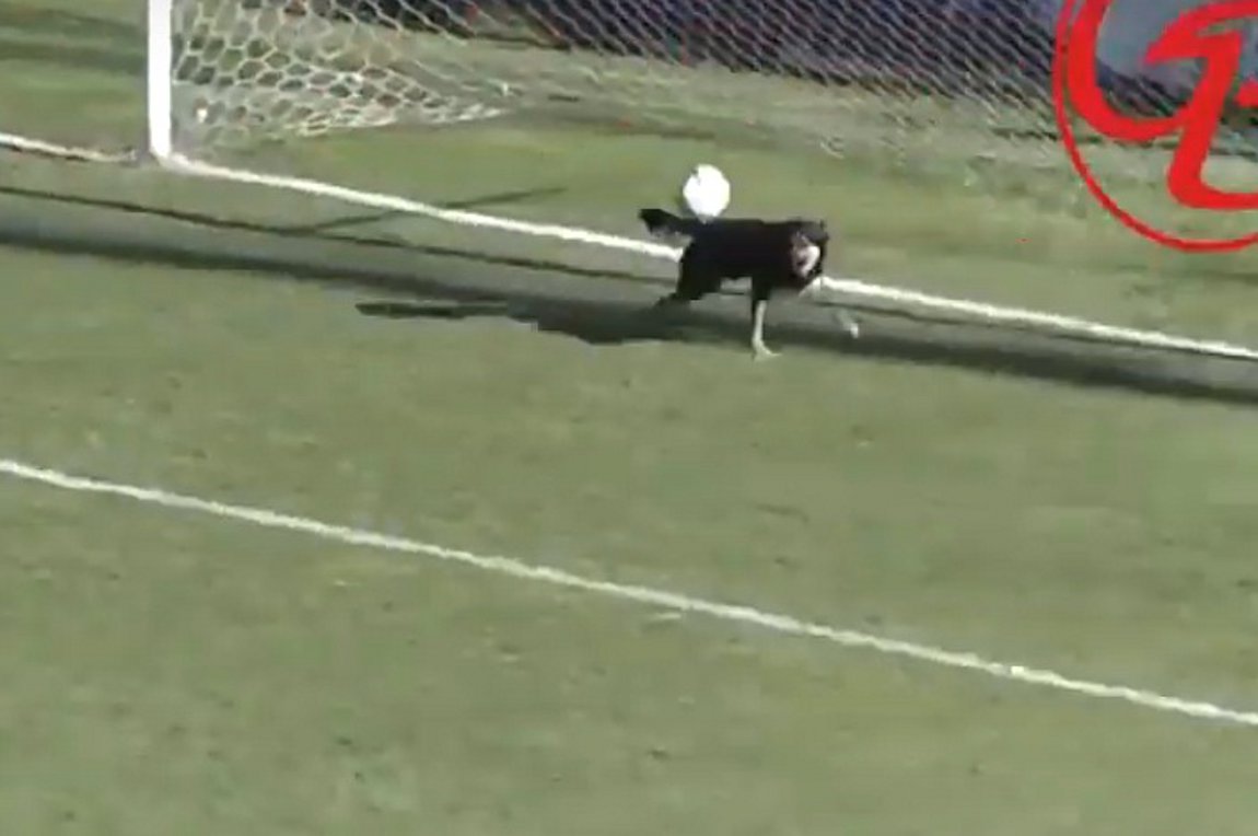 Σκύλος απέκρουσε σίγουρο γκολ στην Αργεντινή!