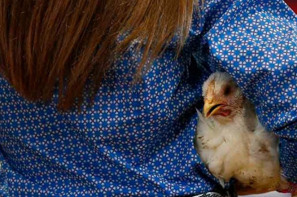 Επιστήμονες: Ζούμε στην «Εποχή του Κοτόπουλου»