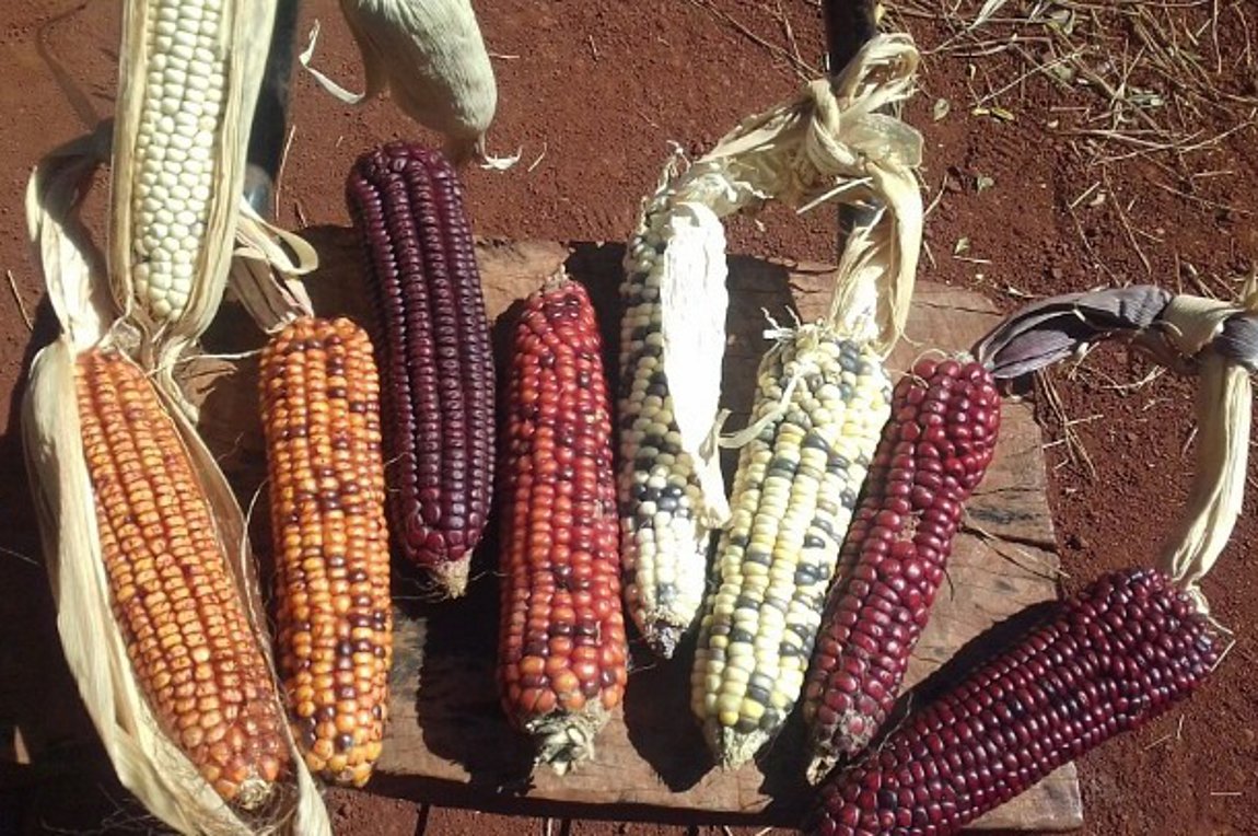 Ξαναγράφεται, με τη βοήθεια του DNA, η ιστορία του καλαμποκιού