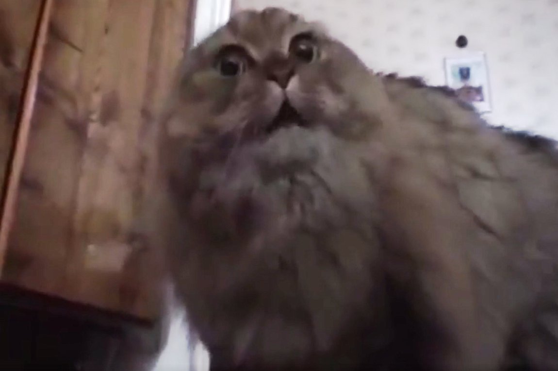 Αυτή η γάτα θα σας φτιάξει τη μέρα μέσα σε 25 δευτερόλεπτα