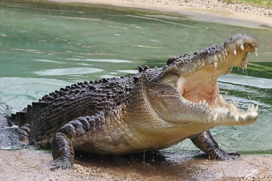 Φρικτός θάνατος ερευνήτριας: Την κατασπάραξε κροκόδειλος την ώρα που τον τάιζε