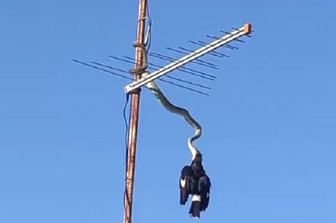 Βίντεο σοκ: Πύθωνας καταβροχθίζει πουλί στον αέρα