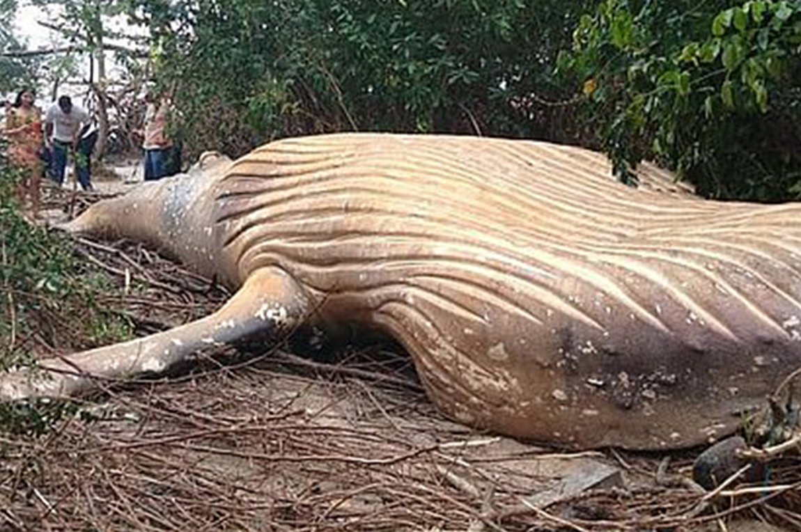 Μυστήριο με φάλαινα που βρέθηκε νεκρή σε δάσος στον Αμαζόνιο