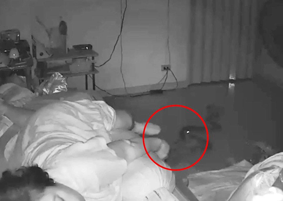 Βίντεο που σοκάρει: Πύθωνας δαγκώνει το πόδι 75χρονης