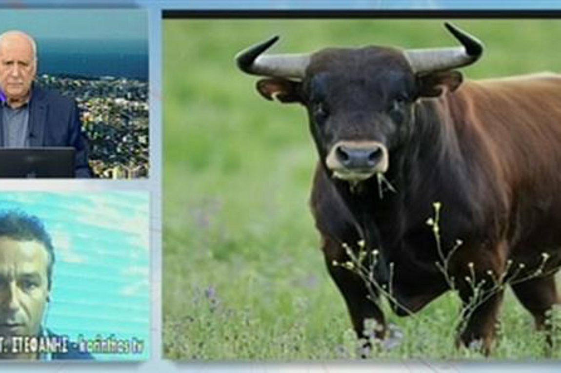 Aπίστευτη τραγωδία στην Αρχαία Κόρινθο: Αφηνιασμένος ταύρος προκάλεσε θάνατο και πανικό