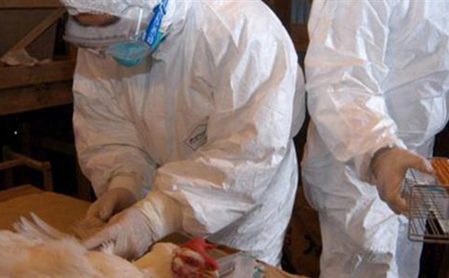 ΗΠΑ: Επιβεβαιώθηκαν 4 νέα κρούσματα της γρίπης των πτηνών σε ανθρώπους 