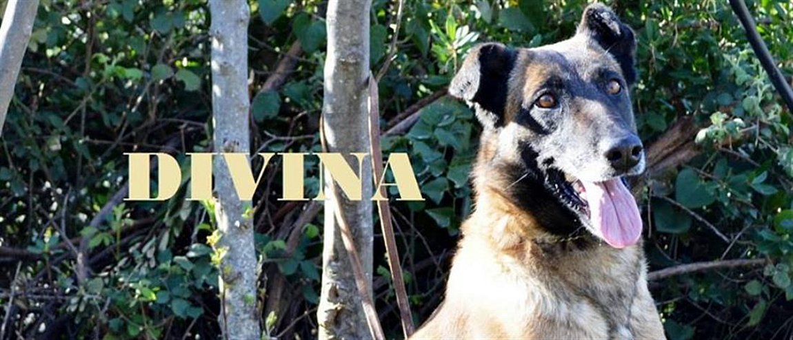 Αποστρατεύτηκε η Divina, o αστυνομικός σκύλος του Τμήματος Δίωξης Ναρκωτικών στην Καλαμάτα