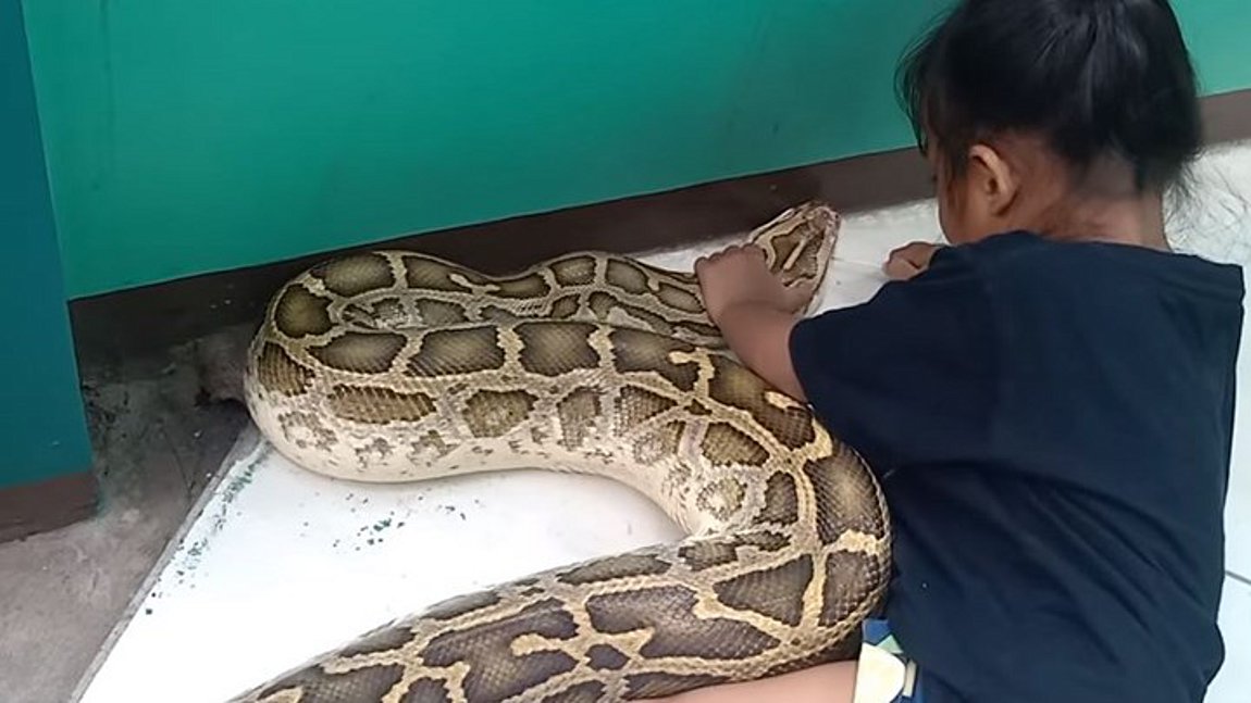 Τρίχρονη… περιποιείται με μπατονέτες το στόμα πύθωνα