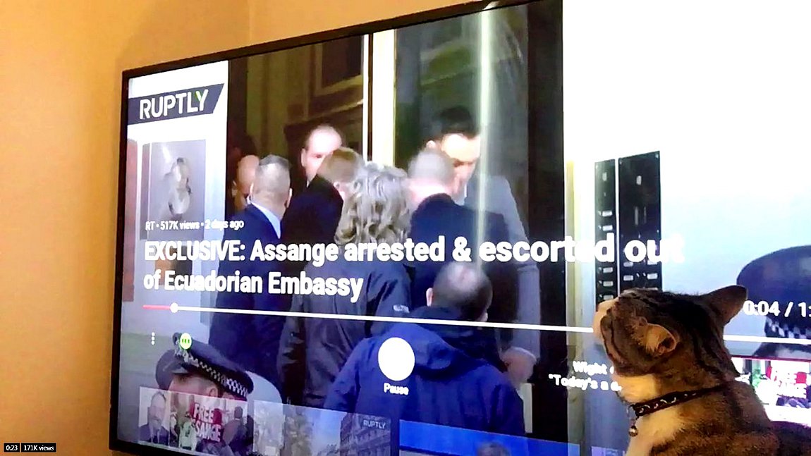 Wikileaks: O γάτος του Ασάνζ είναι ασφαλής στα χέρια συνεργατών του