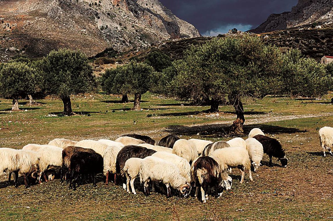 Έκλεψαν πάνω από 200 ζώα στην Κρήτη