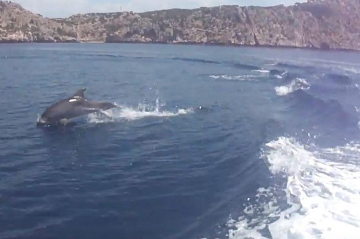 Μοναδικές εικόνες: Δελφίνια κολυμπούν στην Κορινθία