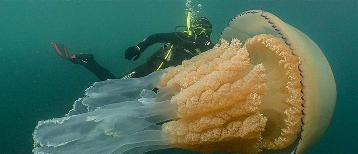 Μέδουσα – γίγας εντοπίστηκε από δύτη στη νοτιοδυτική ακτή της Αγγλίας