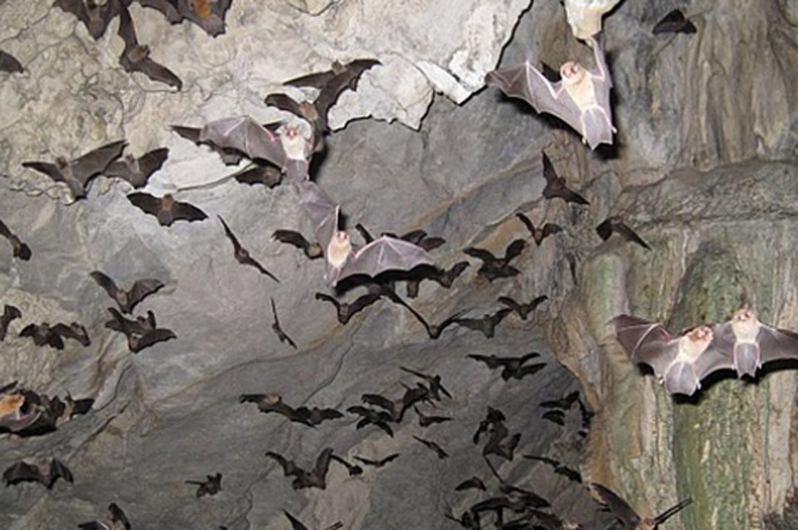 Ανακαλύπτοντας τα μυστικά των… νυχτερίδων