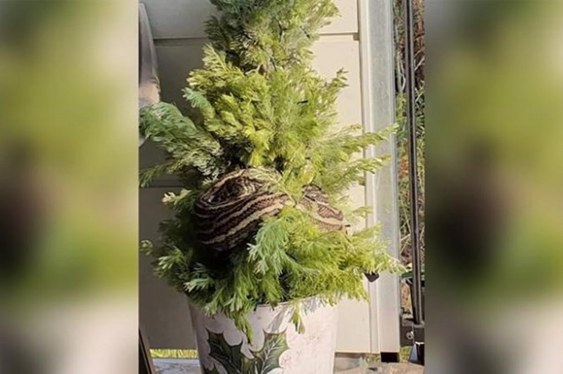 Βρήκε πύθωνα τριών μέτρων στο… χριστουγεννιάτικο δέντρο της