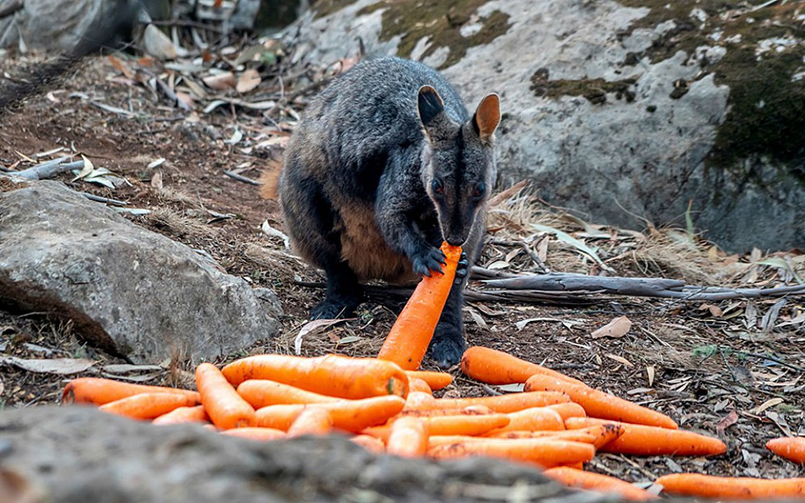 Πύρινη «κόλαση» στην Αυστραλία: Ελικόπτερα πετούν τροφή στα ζώα που λιμοκτονούν