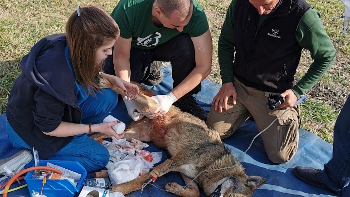 Η «Ελισάβετ», η τραυματισμένη λύκαινα, δεν θα επιστρέψει στο δάσος