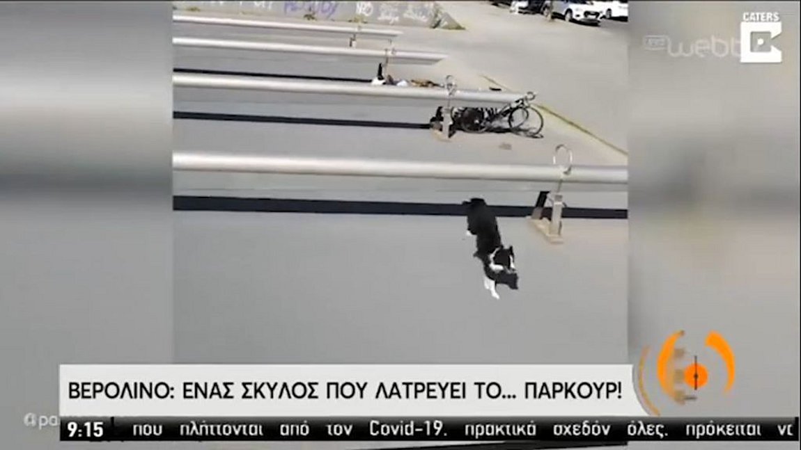 Σκύλος είναι άσσος στο Parkour και «σαρώνει» στο διαδίκτυο