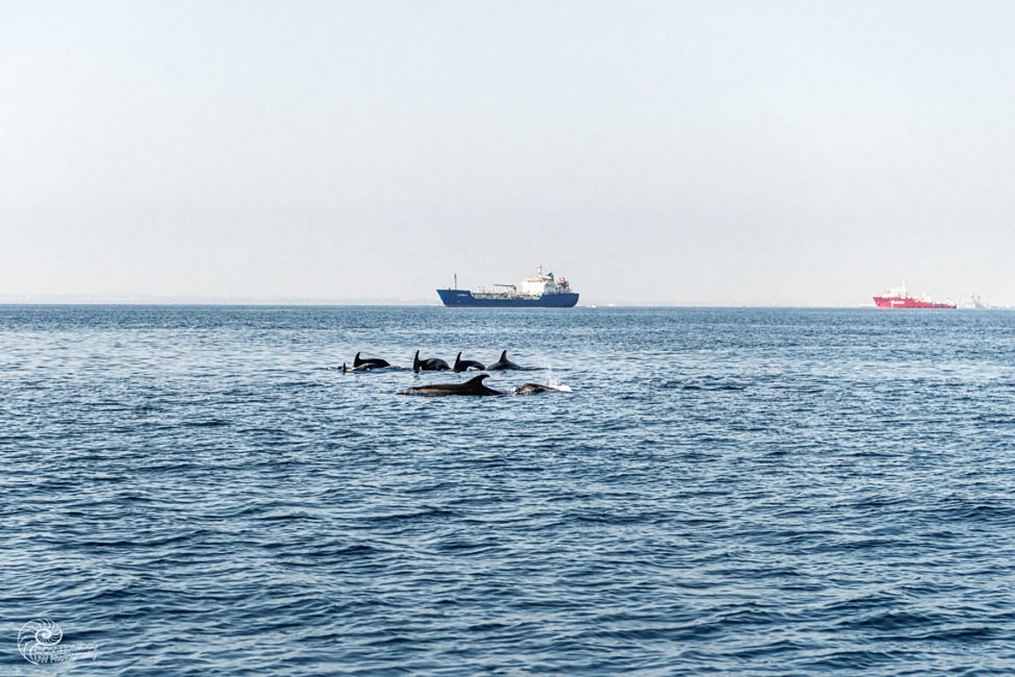 Αγέλη δελφινιών εμφανίστηκε στη θάλασσα της Λεμεσού