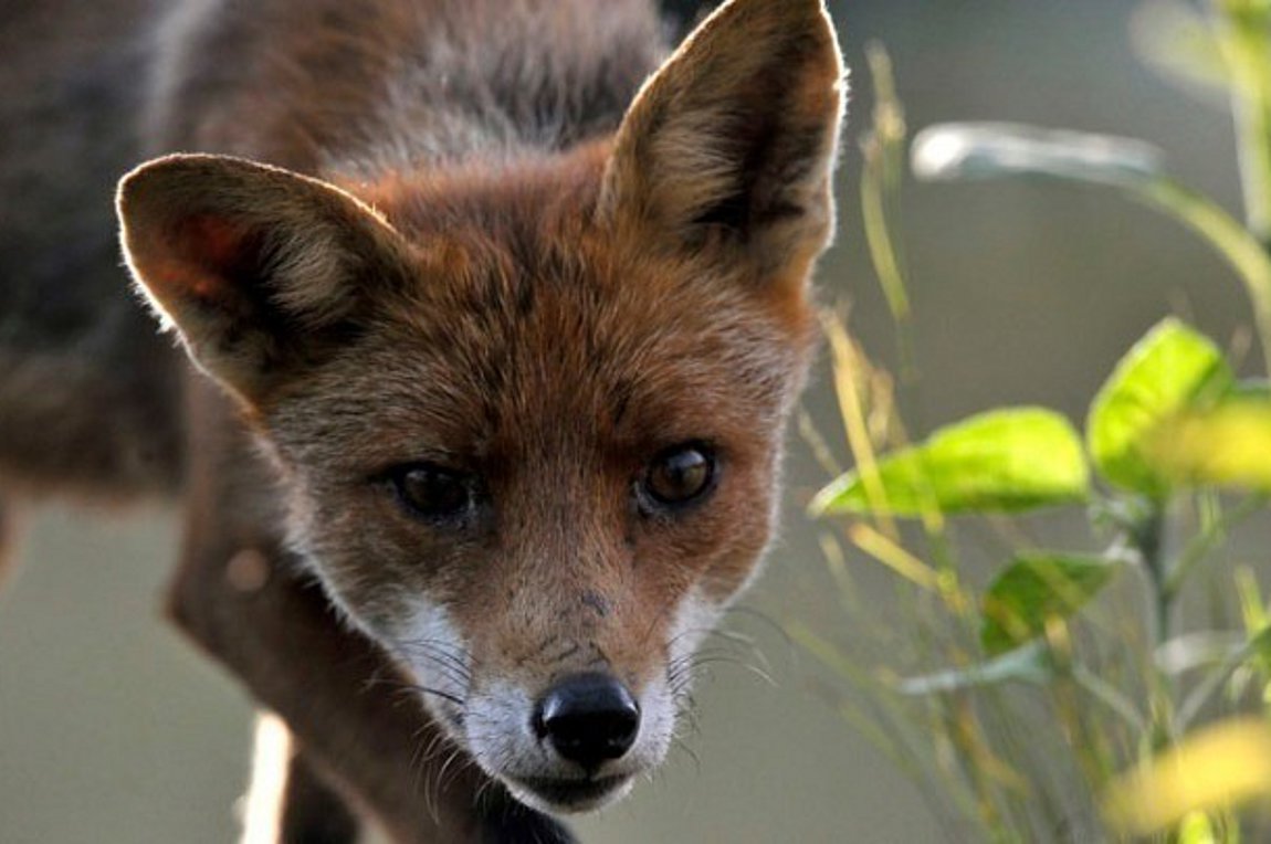 Αντιλυσσικός εμβολιασμός αλεπούδων: Από την Παρασκευή οι ρίψεις δολωμάτων