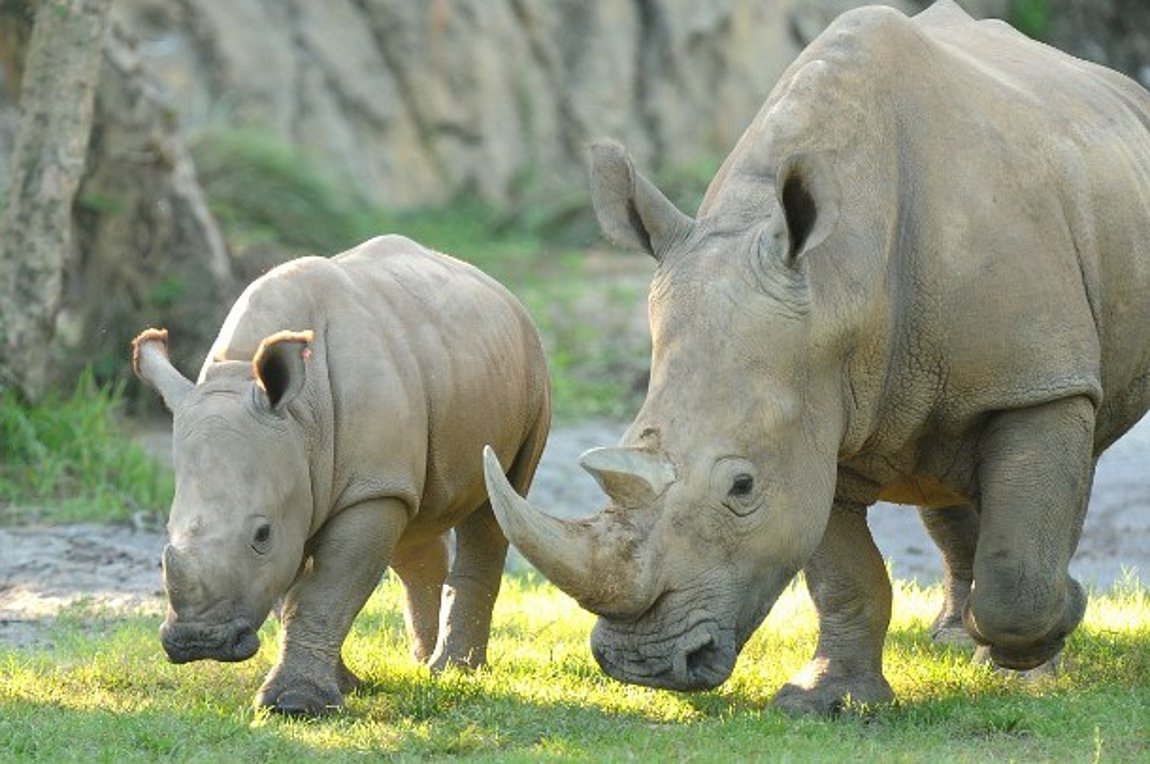 Λευκός ρινόκερος γεννήθηκε στο θεματικό πάρκο Disney Animal Kingdom