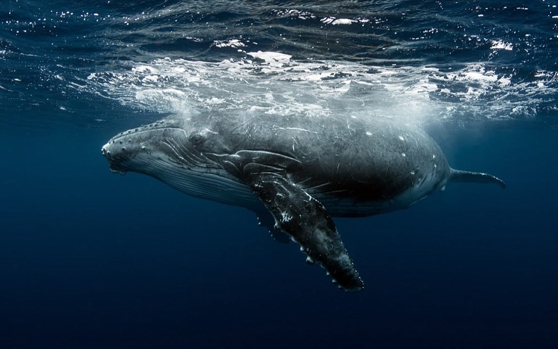 Φάλαινα σχεδόν «κατάπιε» γυναίκες που έκαναν καγιάκ – BINTEO