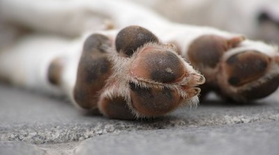 Θεσσαλονίκη: Εντοπίστηκαν πέντε σκυλάκια νεκρά σε αγροτική περιοχή της Νικήτης