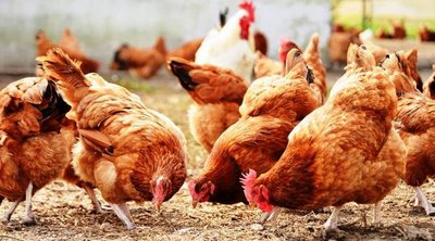 Σχέδιο δράσης από τον ΕΟΔΥ για τη γρίπη των πτηνών