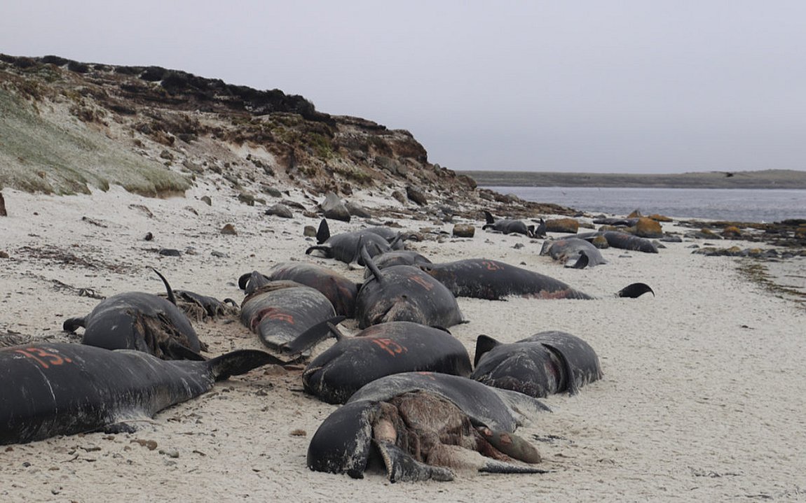 Νεκρές περισσότερες από 120 φάλαινες στη Νέα Ζηλανδία