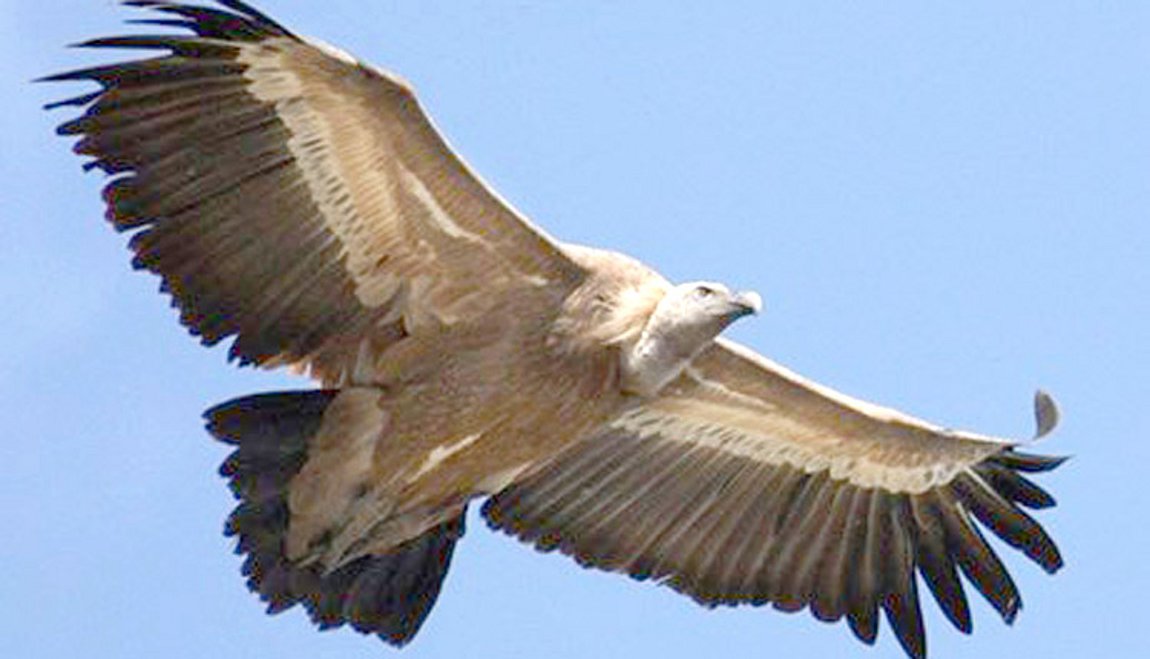 Αρπακτικά πτηνά μεταφέρονται από την Κρήτη στην ηπειρωτική Ελλάδα