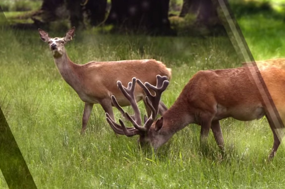 Οι υπερδυνάμεις των ζώων μπορούν να σώσουν τους ανθρώπους;
