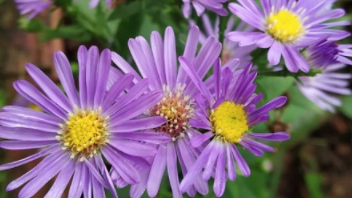 Η φωτογραφία ενός μωβ λουλουδιού με την ασυνήθιστη επισκεψιμότητα