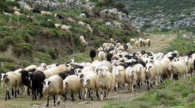 Πανώλη: Ξεπέρασαν το ένα εκατομμύριο τα αιγοπρόβατα που ελέγχθηκαν