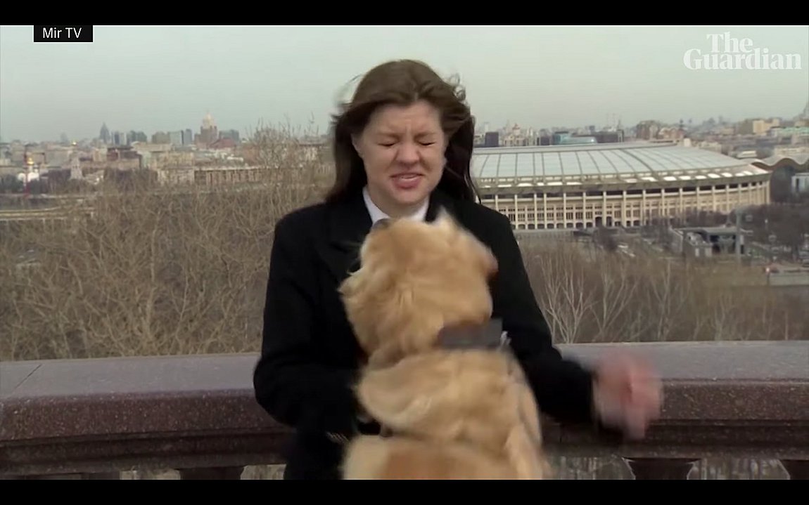 Σκύλος «έκλεψε» το μικρόφωνο από ρεπόρτερ σε απευθείας μετάδοση – BINTEO