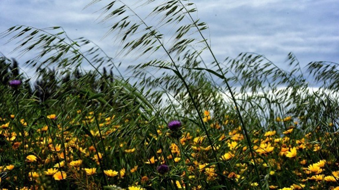 Αναζητώντας το «λουλούδι του Δαρβίνου» σε Ελλάδα και Ευρώπη