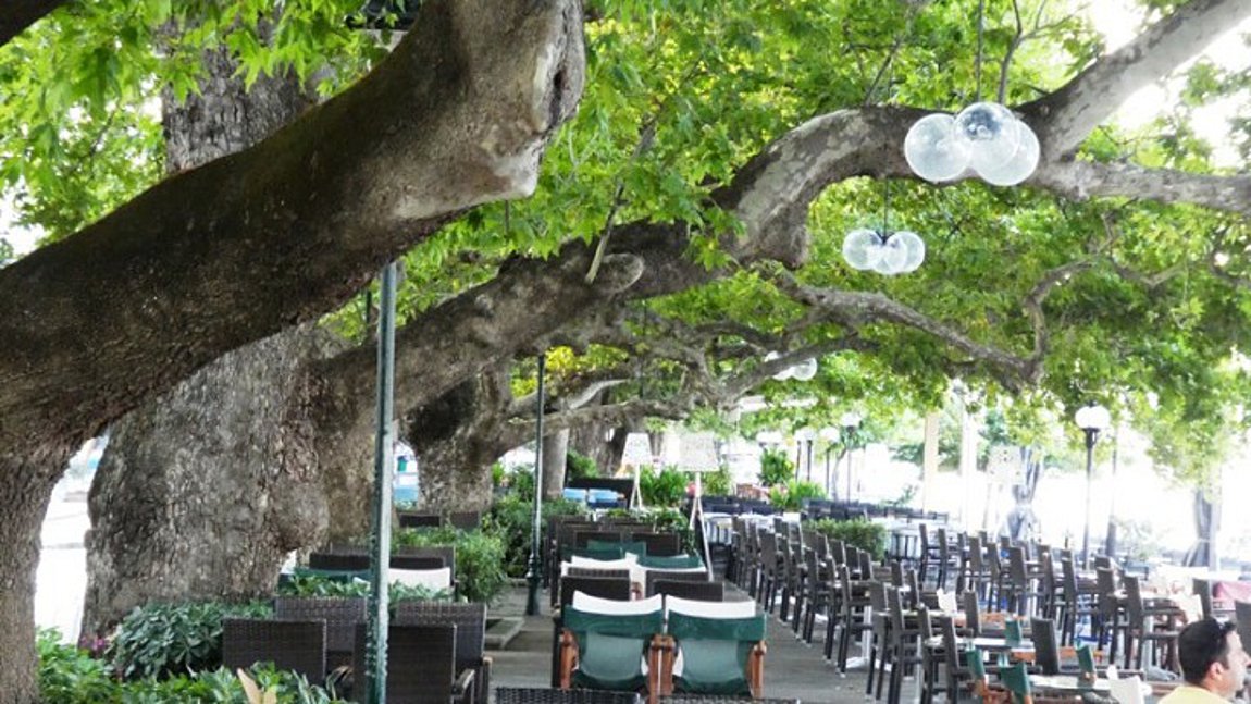 Ασθένεια απειλεί τα πλατάνια της Δυτικής Ελλάδας – Σε κίνδυνο ο «Πλάτανος του Παυσανία»