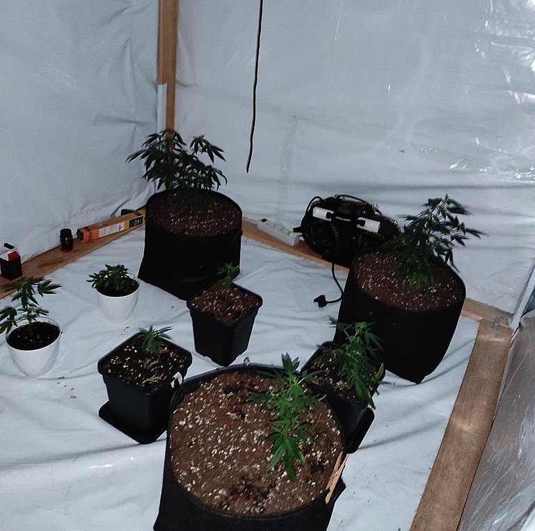 Σύλληψη επτά ατόμων για καλλιέργεια δενδρυλλίων κάνναβης και διακίνηση ναρκωτικών