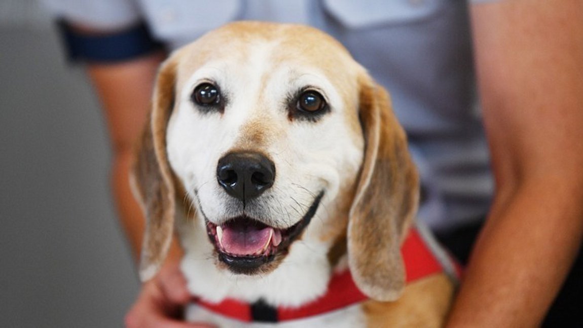 Μελέτη: Αξιόπιστη διάγνωση του κορωνοϊού χάρη στην όσφρηση των σκύλων