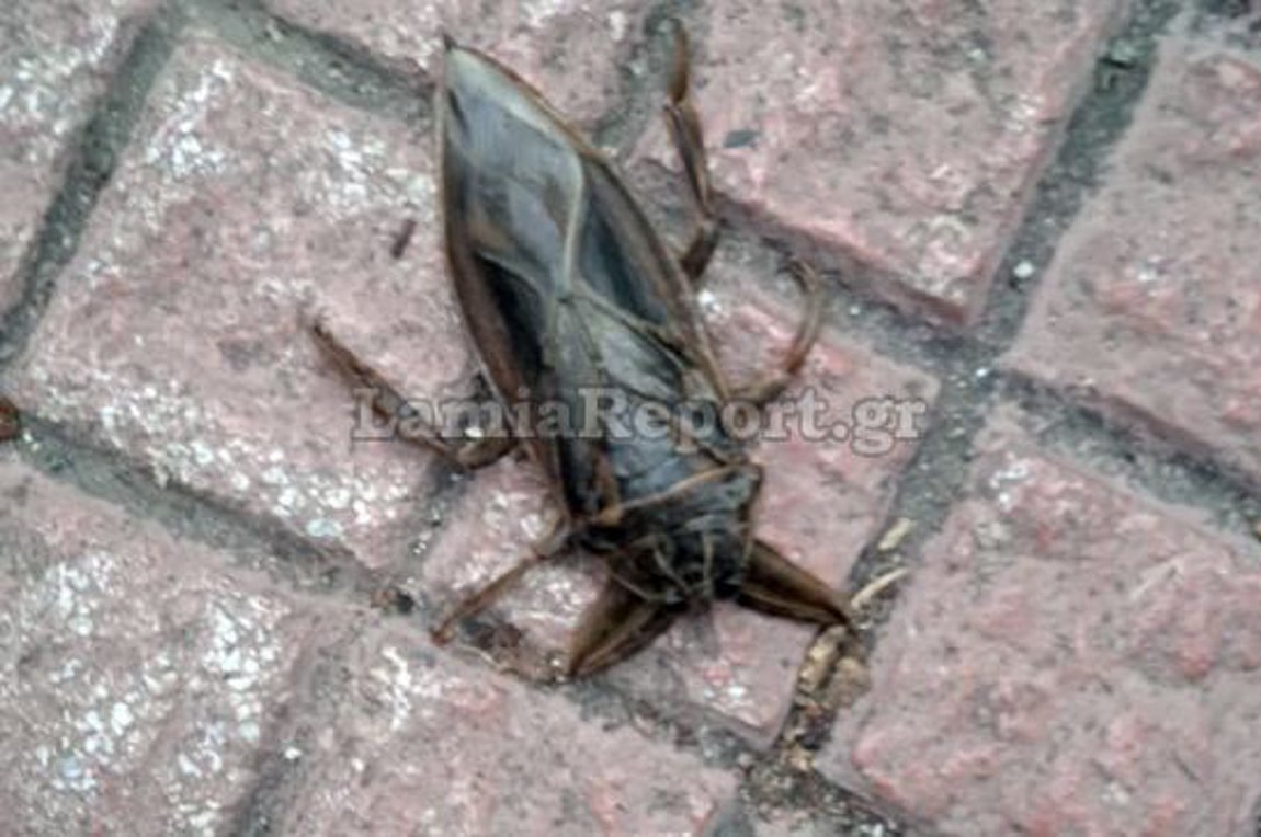 Λαμία: Εμφανίστηκε ξανά ο Λιθόκερος, το μεγαλύτερο δηλητηριώδες υδρόβιο έντομο