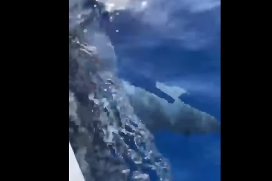 Κύπρος: Εντυπωσιακό βίντεο με καρχαρία που κολυμπά δίπλα σε βάρκα