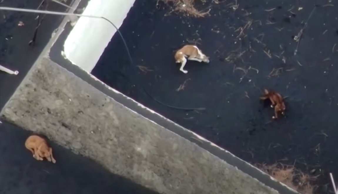 Ισπανία: Με drone τροφή στα εγκαταλελειμμένα σκυλιά της La Palma