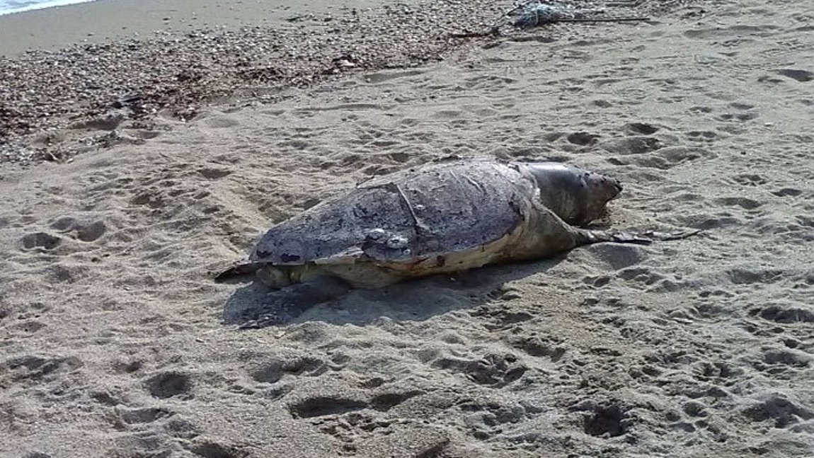 Νεκρή καρέτα καρέτα στον Ποταμό Επανομής
