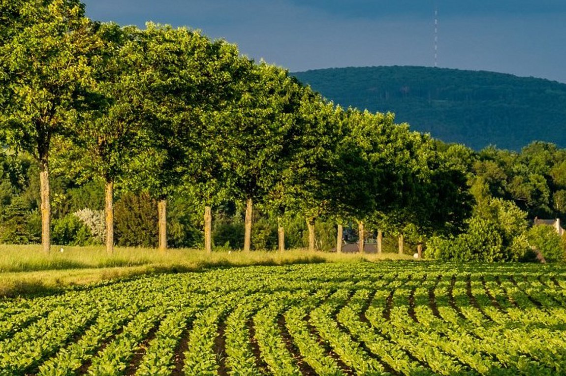 Βιολογικά προϊόντα στην Ευρώπη: Νέοι κανόνες, νέα πραγματικότητα (audio)